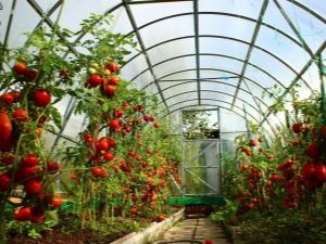 What temperature should be in a greenhouse for cucumbers and tomatoes?