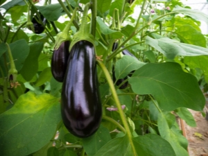 Welke ziekten hebben aubergines en hoe kunnen ze worden behandeld?