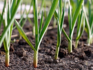 Welke groenten kunnen naast knoflook worden geplant?