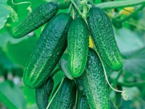 What vegetables can be planted after cucumbers?