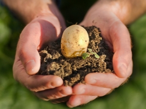 Welke meststof moet worden toegepast bij het planten van aardappelen?