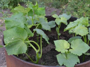 Mis on minimaalne temperatuur, mida squash õues talub?