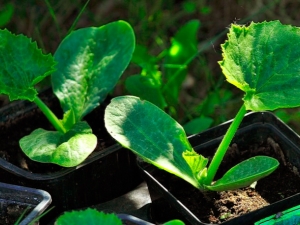 Wanneer en hoe courgette te planten voor zaailingen?