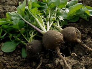 Wanneer planten en hoe radijs buiten kweken?