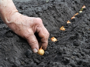 Wanneer uien planten? 