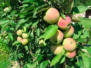 Zuilvormige appelboom President: rasbeschrijving, planten en verzorgen