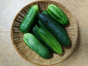 Lukhovitsky cucumbers F1: features of the species and cultivation