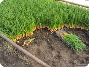 Strik op een veer: variëteiten, planten en verzorgen