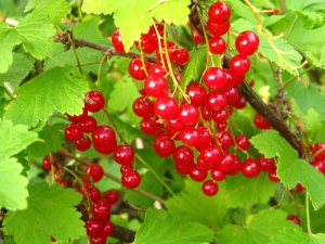 Methods for combating diseases and pests of red currant