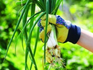 Meerjarige uien: populaire variëteiten en groeiende geheimen van tuinders