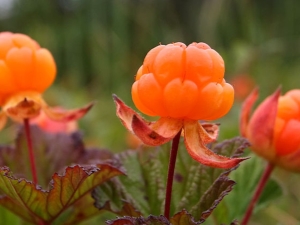 Cloudberry: omadused, kasvatamine ja kasutamine