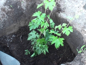 ¿A qué distancia se deben plantar las uvas?