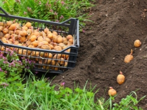 Moeten aardappelen na het planten worden bewaterd?