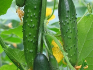 Cucumbers Emelya F1: variety characteristics and growing features