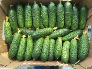 Cucumbers German F1: variety description and cultivation