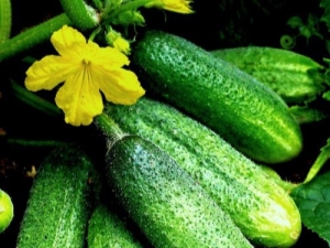 Cucumber Graceful: features of the variety and agricultural technology 