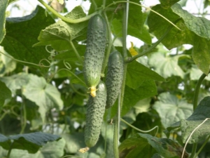 Cucumber Meringue F1: variety characteristics and cultivation