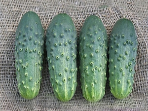 Cucumber Cellar: variety characteristics and growing features