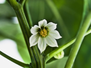 Peperbloemen vallen: oorzaken en behandeling