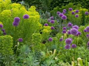 Kenmerken van de decoratieve Allium-ui en de regels voor de veredeling ervan 