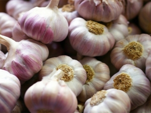 Kenmerken van het planten van knoflook in de lente in de volle grond