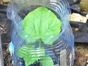 Features of planting and growing cucumbers in 5-liter bottles