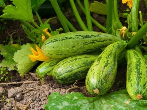 Kenmerken van het planten van courgettezaailingen in de volle grond