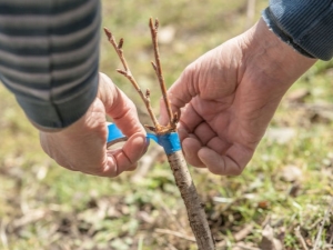 Kenmerken van het enten van een appelboom in de zomer