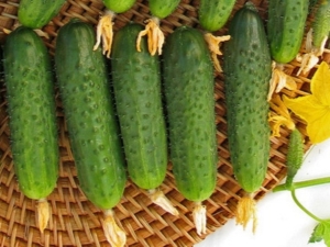 Features of the variety of cucumbers Maryina grove F1