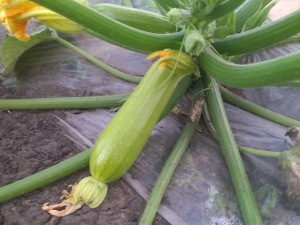 Kenmerken van het kweken van courgette in de volle grond