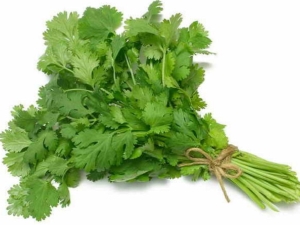 Características del cultivo de cilantro a partir de semillas.