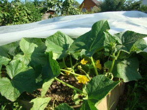 Features of growing cucumbers under the film