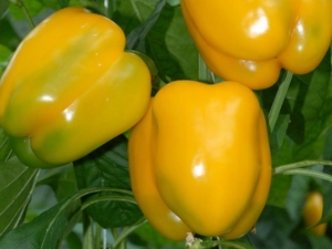 Pepper Miracle Golden: kenmerken van de soort en landbouwtechnologie