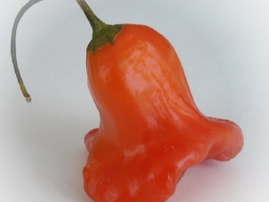 Pepper Bell: kenmerken en teelt