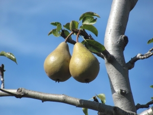 Waarom bloeit en draagt ​​de perenboom geen vrucht?