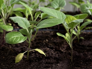 Waarom zijn aubergines niet gebonden?