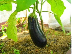 Waarom worden auberginebladeren geel?