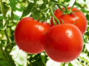 Waarom krullen tomatenbladeren?