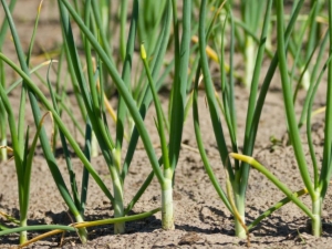 Waarom uien geel worden: hoe water geven en voeren?