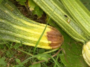 Waarom wordt courgette geel en hoe ga je ermee om?