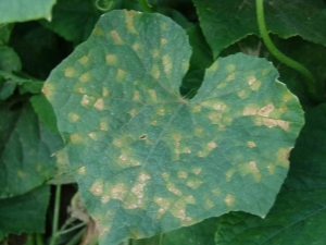 Why do cucumber leaves turn yellow and how to deal with it?