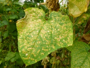 Why do cucumbers turn yellow and how to deal with it?