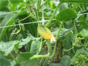 Why do cucumber ovaries turn yellow in a greenhouse?