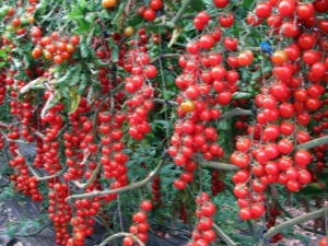 Tomaten 