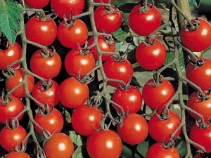 Populaire soorten tomaten