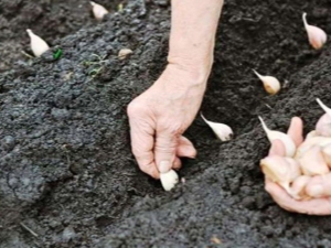 Knoflook planten in de herfst en ervoor zorgen