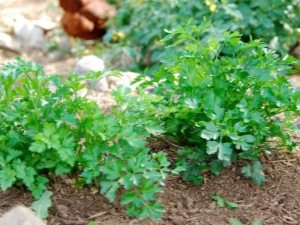 Peterselie planten en goed verzorgen