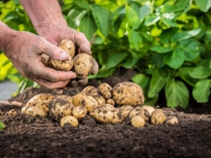 Aardappelen planten en verzorgen in Siberië en de Oeral