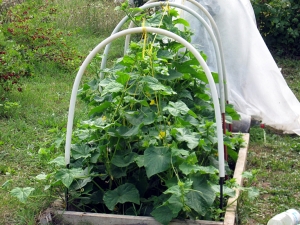 Komkommers planten en kweken in een kas