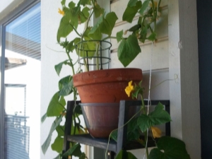 Step-by-step instructions for growing cucumbers on the balcony